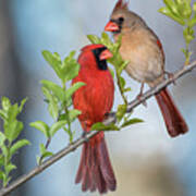 Northern Cardinal Pair In Spring Art Print