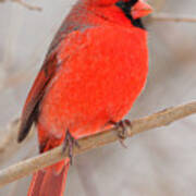 Northern Cardinal Art Print