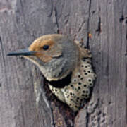 Northern Flicker Portrait Art Print