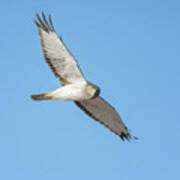 Northern Harrier Art Print