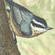 Nuthatch Pen And Ink Art Print
