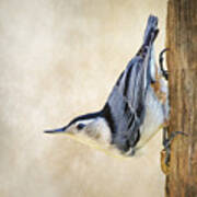 Nuthatch Up Close And Personal Art Print