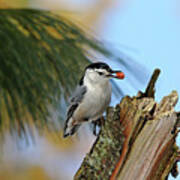 Nutty Nuthatch Art Print