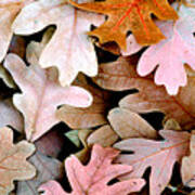 Oak Leaves Photo Art Print