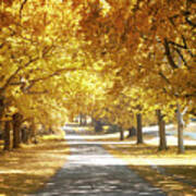 Oak Tree Avenue In Autumn Art Print