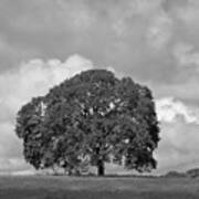 Oak Tree On Hill Art Print