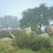 Oaks And Boulders In Morning Fog Art Print