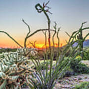 Ocotillo Art Print