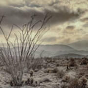 Ocotillo With Storm Clouds Art Print