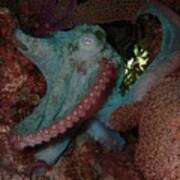 Octopus On Night Dive Art Print