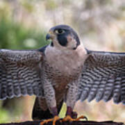 Okeeheelee Nature Center - Tundra The Peregrine Falcon - Wings Up Art Print