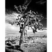 Old Joshua Tree At Sunset. This Is One Art Print