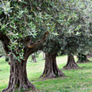 Olive Trees In Umbria Art Print
