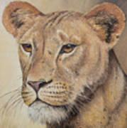 On-guard - Lioness Art Print