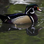 On The Water Wood Duck Art Print