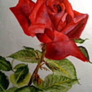 One Single Red Rose Art Print