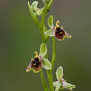 Ophrys Bornmuelleri Art Print