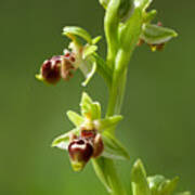 Ophrys Carmeli Art Print