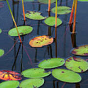 Orange And Green Water Lily Pads Art Print