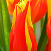 Orange And Yellow Tulips Art Print