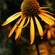 Orange Coneflower Art Print