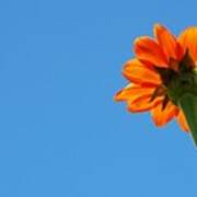 Orange Flower On Blue Sky Art Print