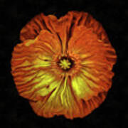 Orange Flower Painting Neo Rembrandt Style Art Print