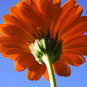 Orange Gerbera Flower Art Print