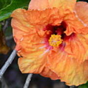 Orange Hibiscus With Ruffled Petals Art Print