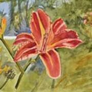 Orange Lily Art Print