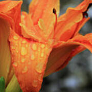 Orange Lily With Raindrops Art Print