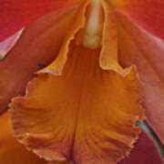 Orange Orchid 3 Art Print