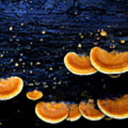 Orange Tree Fungus Art Print