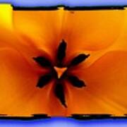 Orange Tulip Art Print