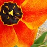 Orange Tulip Art Print