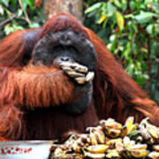 Orangutan Feeding Time Art Print