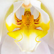 Orchid 1 Art Print