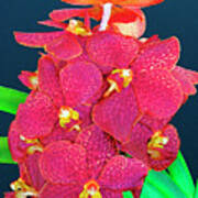 Orchid-5-st Lucia Art Print