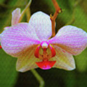 Orchid Blush Art Print