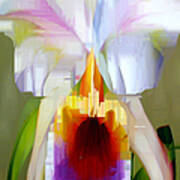 Orchid Cattleya Art Print