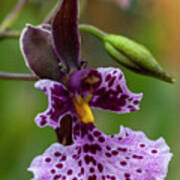 Orchid - Caucaea Rhodosticta Art Print