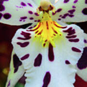 Orchid Cross Art Print