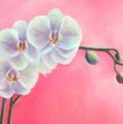 Orchids Art Print