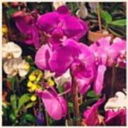 Orchids In The Store 2 Art Print