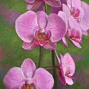 Orchids Art Print
