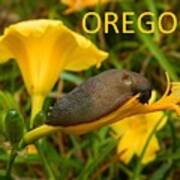 Oregon Slug Art Print