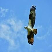 Osprey And Me Art Print