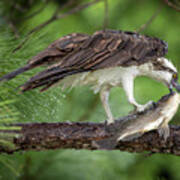 Osprey Eating Fish Art Print