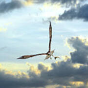 Osprey Flying In Clouds At Sunset With Fish In Talons Art Print