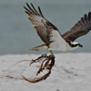 Osprey Flying With Seaweed Art Print